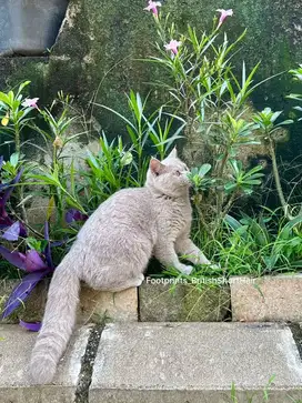 Kitten BSH Kucing British Short Hair
