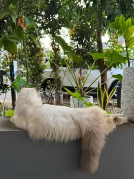Pacak Kucing Mix Ragdoll