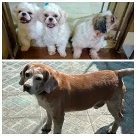Open Adopt Shihtzu dan Beagle