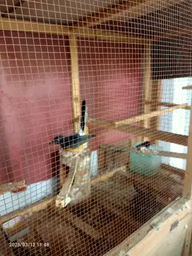 Jual burung murai
