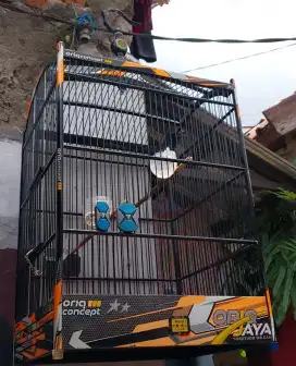 Sangkar burung oriq jaya no 1