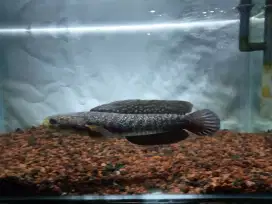 Channa asiatika kalimaya size 20cm