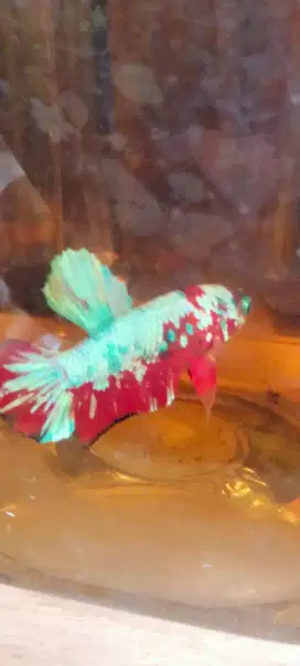Ikan cupang plakat multicolor