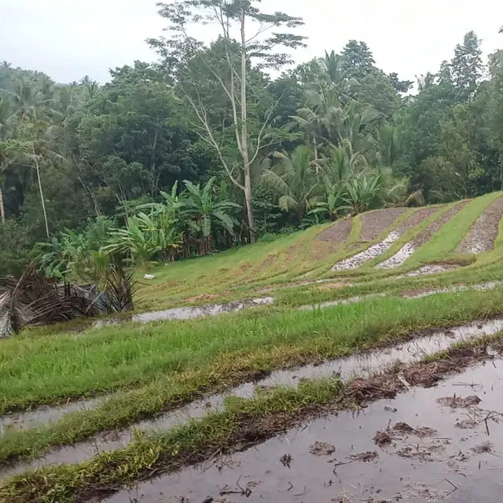 Di jual tanah sudah ada banguan view sawah di tabanan