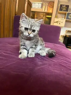 Anak kucing scottish straight
