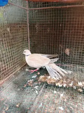 Burung Puter biasa