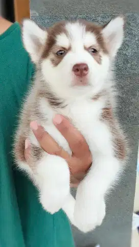 Siberian Husky Stb Vaksin