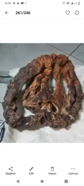 Barang langka akar rimang