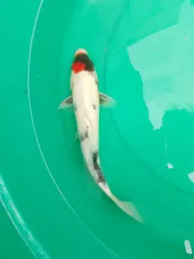 Ikan koi jenis Tancho Showa 32cm pola original