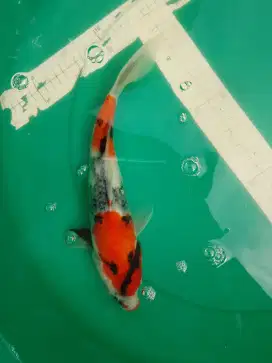 Ikan koi jenis Showa 34cm pola original