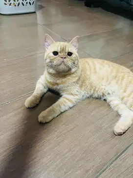 BSH mix EXO adopt