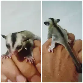 Lepas adopt Sugar Glider Joey
