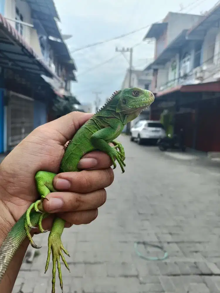 Lesser antillean iguana