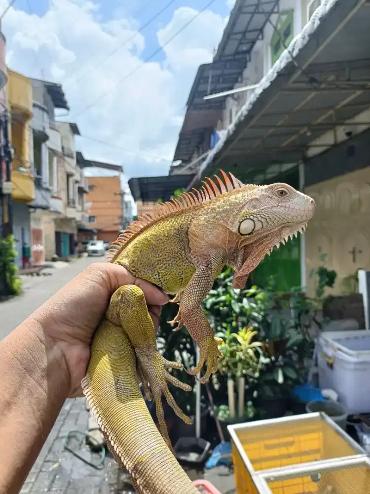 Green hypo iguana