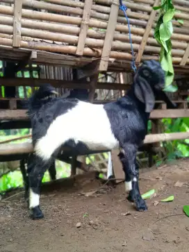 Kambing bakalan bligon