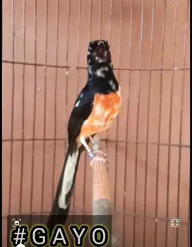 BURUNG MURAI BATU BLOROK EXTREME PRESTASI ISTIMEWA SELERA SULTAN