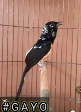 BURUNG MURAI BATU BLOROK EXTREME PRESTASI ISTIMEWA SELERA SULTAN