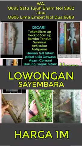 Dibutuhkan Bambu tanduk & tokek besar