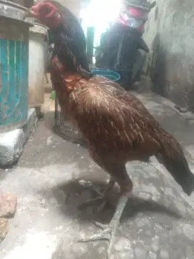 Ayam Bangkok betina pama IQ