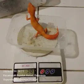 Leopard gecko pondok melati jatiwarna bekasi