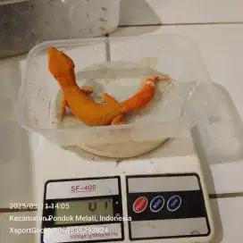 Leopard gecko berkualitas