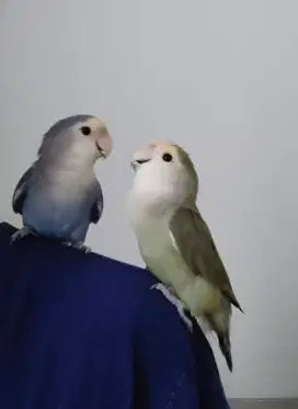 Lovebird Non Klep love bird