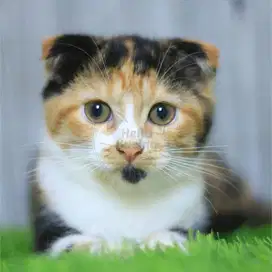 Kucing Kitten Scooties Fold Short Hair Tiga Warna Persia Betina
