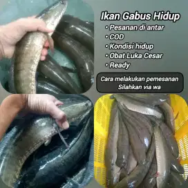 Jual gabus hidup