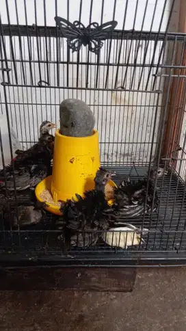 Ayam Hias Lokasi Pauh