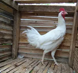 Jual ayam bekisar putih atau bekiput 8bln rajin kokok kota batu