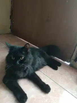 Lepas adop kucing betina persia vs Himalaya