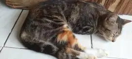 KUCING BACA DESKRIPSI.