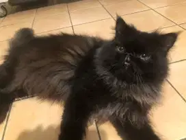 KUCING PEAKNOSE, KUCING PERSIAN