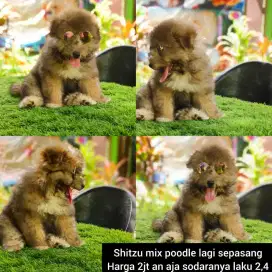 Shitzu mix poodle kwalitas bagus gemuk lebat gemoy lagi sepasang