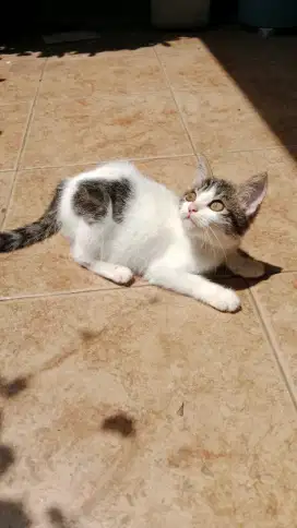 Kitten kampung/domestik, betina 3.5 bulan