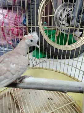Perkutut jantan jambul