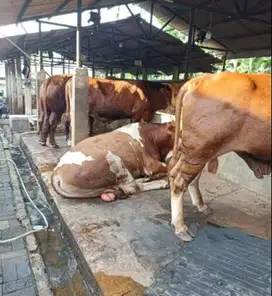 sapi jantan 600kiloan timbang real hidup2 siap sapi kurban 2025 manteb