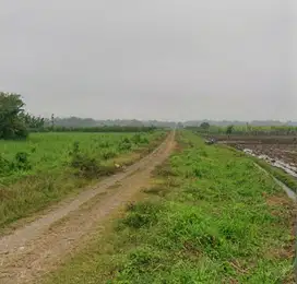 SAWAH 3735 UMBULREJO PG SEMBORO JEMBER