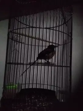 Jual burung murai ekor panjang