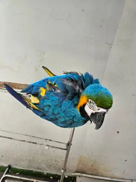 Macam blue and gold