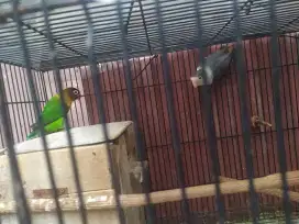 Burung lovebird sepasang