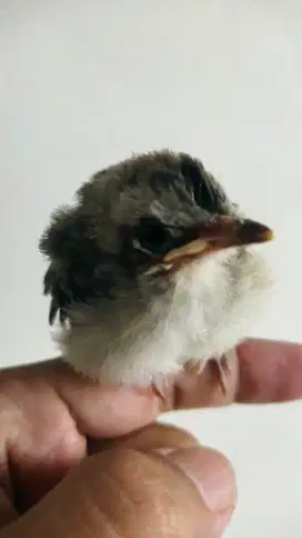 ANAK BURUNG TUNGGAL