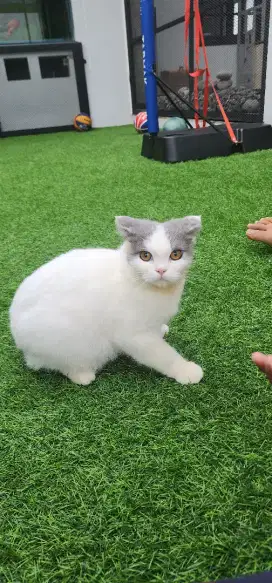 Kucing BSH siap Adopt