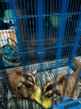 Sugar glider clasik gray obes