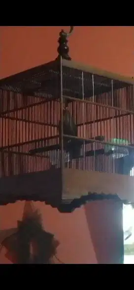 Burung whambie/wambi betina janda lokal/ternakan jinak