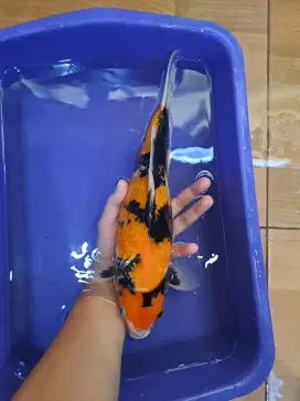 Koi Showa Motif Istimewa 35cm