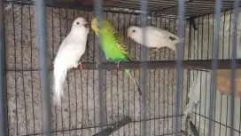 Burung parkit lokal