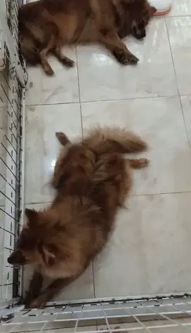 Jual anjing pom