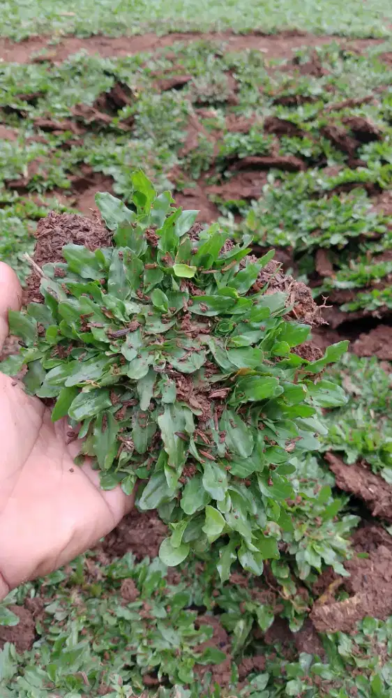 Rumput gajah mini dan pemasangan di serpong
