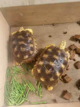 2 kura-kura Sulcata